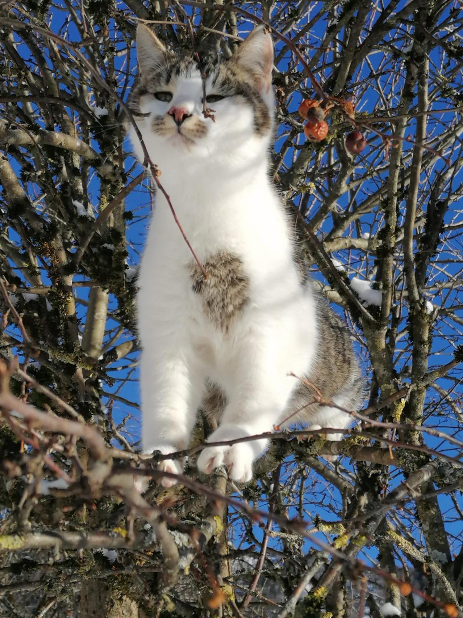 ファイステナウVordergschwandtgutアパートメント エクステリア 写真